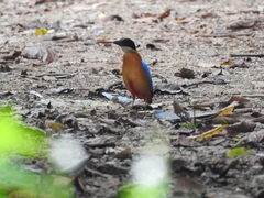 Pitta moluccensis