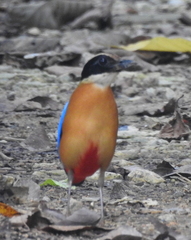 Pitta moluccensis
