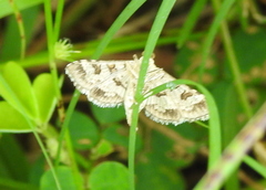 Sameodes