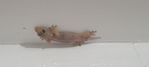Gehyra mutilata observed 2024-09-06