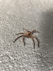 Araneae