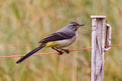 Motacilla cinerea patriciae