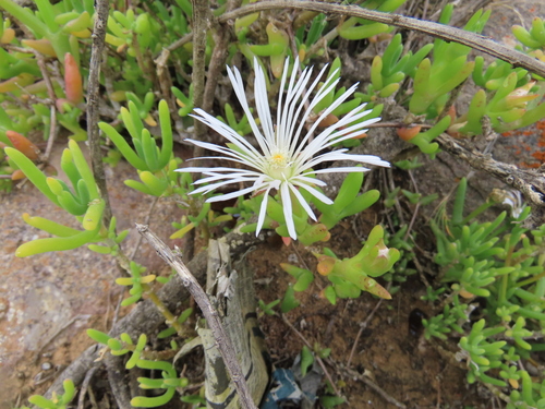 Image of Vanzijlia annulata by (c) Adele SL, some rights reserved (CC BY)