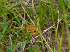 Coenonympha oedippus
