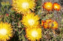Drosanthemum bicolor