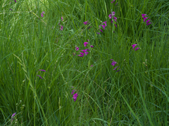 Gladiolus palustris