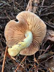 Cortinarius calaisopus