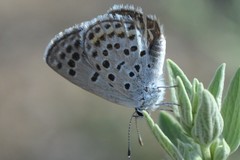 Pseudophilotes vicrama