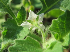 Solanum sarrachoides