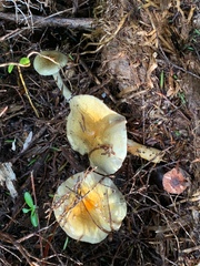 Cortinarius calaisopus