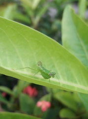 Mantodea