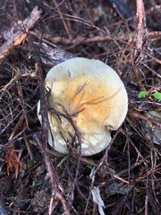 Cortinarius calaisopus