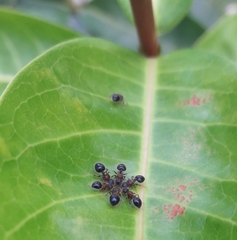 Meranoplus bicolor