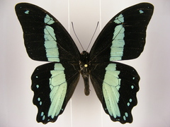 Papilio sosia pulchra