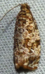 Phaecasiophora niveiguttana