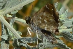 Carcharodina