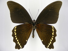 Papilio sosia pulchra
