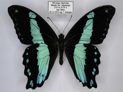 Papilio sosia pulchra