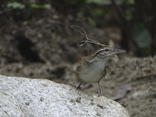 Thryophilus sernai