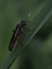 Tenthredo balteata