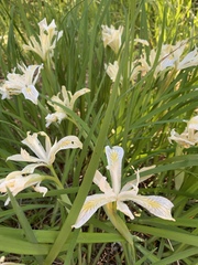 Iris chrysophylla