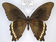 Papilio sosia pulchra