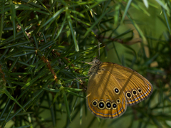 Coenonympha oedippus