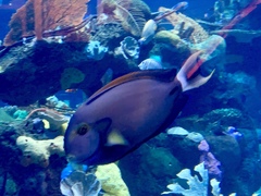 Acanthurus fowleri