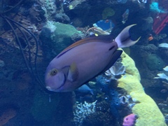 Acanthurus fowleri