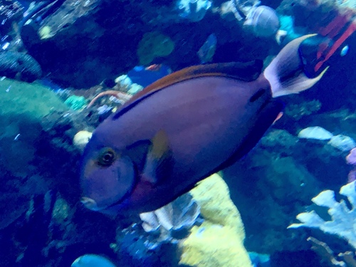 Acanthurus fowleri