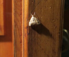 Scybalistodes periculosalis