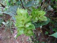Strobilanthes hookeri