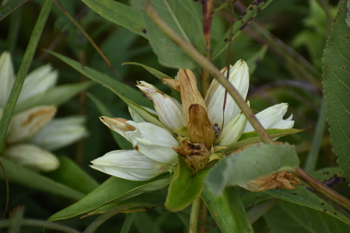 Image of Gentiana alba by no rights reserved