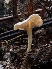 Entoloma peralbidum