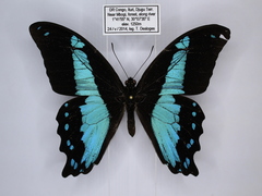 Papilio sosia pulchra