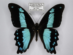 Papilio sosia pulchra