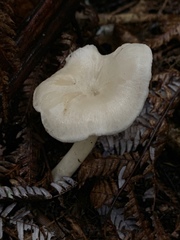 Entoloma peralbidum