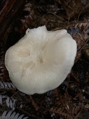 Entoloma peralbidum