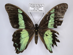 Papilio sosia pulchra