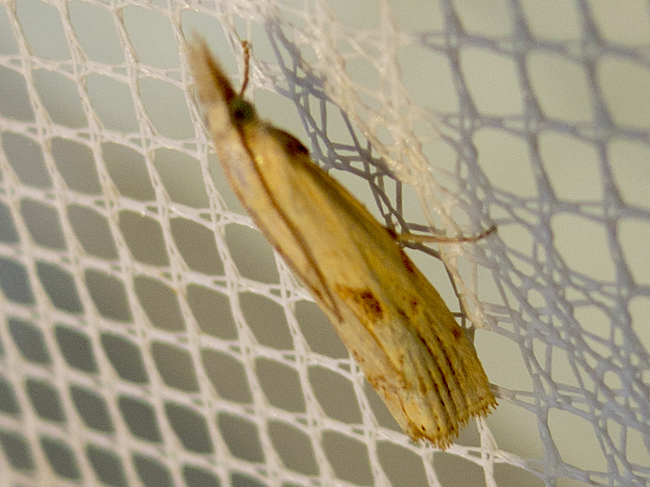 Agriphila brioniellus
