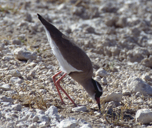 Crowned Lapwing