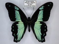 Papilio sosia pulchra