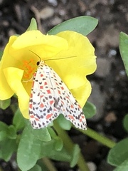 Lepidoptera