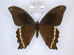 Papilio sosia pulchra
