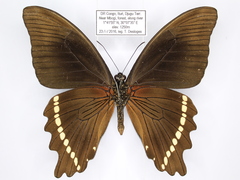 Papilio sosia pulchra