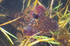 Anderson's Salamander photo 3