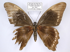 Papilio sosia pulchra