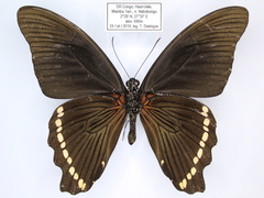 Papilio sosia pulchra