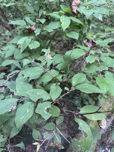 Deutzia parviflora, photograph 6