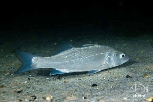 European Seabass, photo 3 of 10